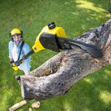 Best Utility Line Clearance  in Eggertsville, NY